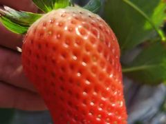 -大自然农场蔬菜草莓采摘园