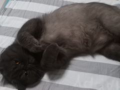 -北京恒爱动物医院(清景园分院)