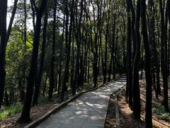 -火炉山森林公园
