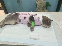 -天宠宠物医院24小时·急重症诊疗中心·全科·腔镜特色(和平分院)