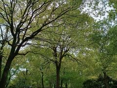 -上海鲜花港