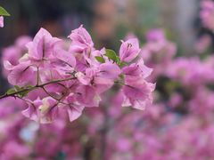 -深圳市中科院仙湖植物园
