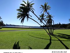 -麦考利夫人座椅