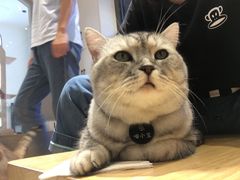 -啵啵喵·猫咖(攀华国际店)