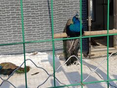 -亚布力新体委滑雪场