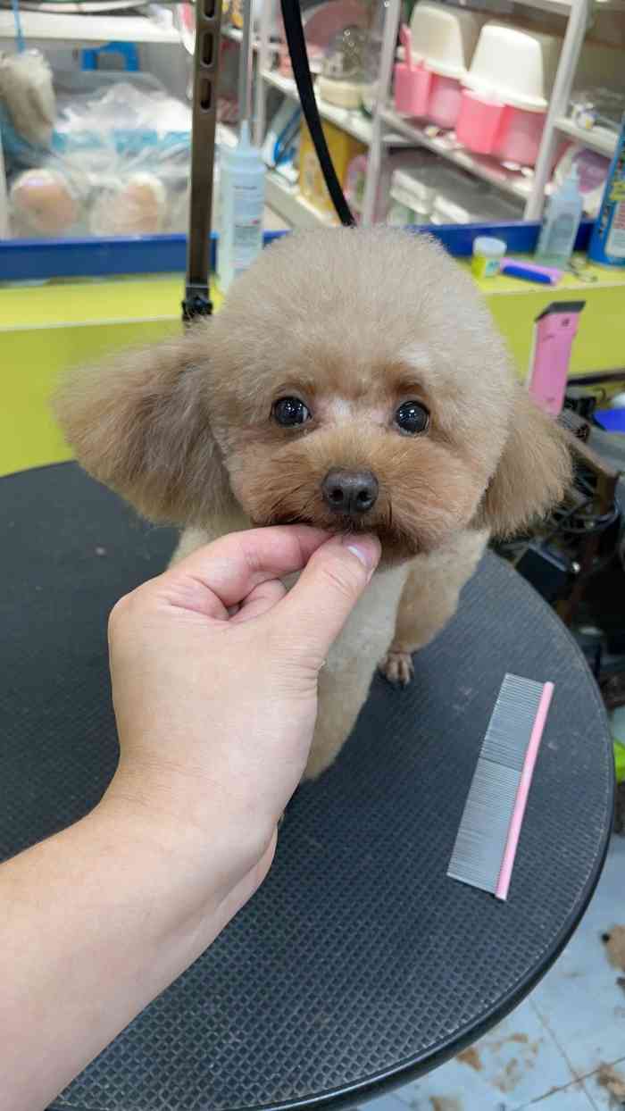 心之旅宠物(新城市广场店)-"【项目】宠物售卖 | 其他 | 洗澡这.