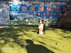 -宠物寄养训练学校