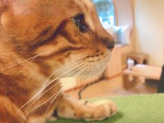 -猫和宫(六道口店)