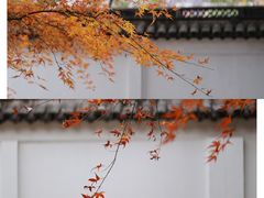 -秋霞圃