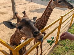-西霞口神雕山野生动物世界