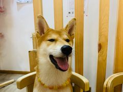 -柴迷FANS CLUB·柴犬狗咖·猫咖