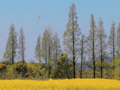 -桑洲油菜花景区