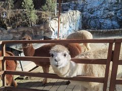 -栾川竹海野生动物园