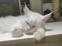 -猫小院猫主题餐厅(南锣旗舰店)