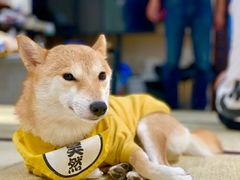 -逗柴咖啡屋·狗咖猫咖宠物桌游