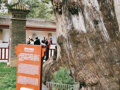 -黄帝陵