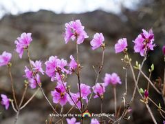 -崂山九水游览区