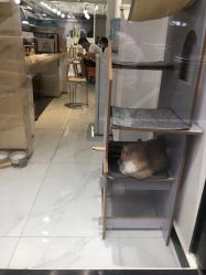 点击看大图 -飞梵造型
