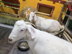 -上海大自然野生昆虫馆(东方明珠·爬宠昆虫探索中心)