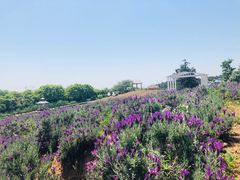 -大塘金香草谷