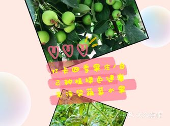 打卡四季果庄/自己种植绿色健康无污染蔬菜水果