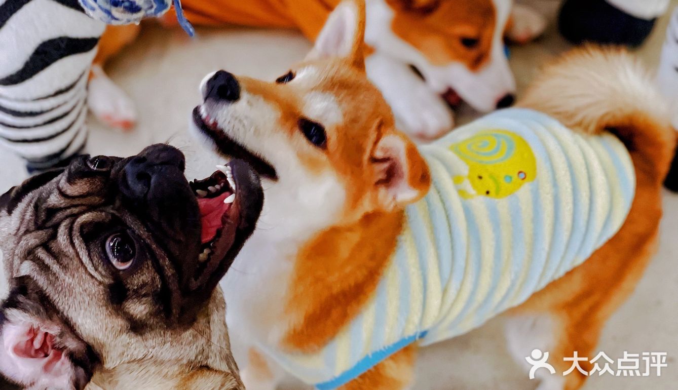 可以撸羊驼🦙的和超多萌宠🐶🐰🐱的可爱小店！