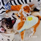 可以撸羊驼🦙的和超多萌宠🐶🐰🐱的可爱小店！