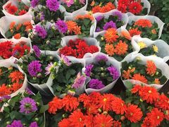 -双季花艺园艺市场(浦东店)