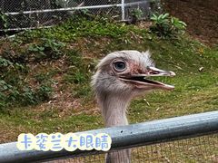 -深圳野生动物园