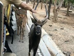 -清迈夜间动物园