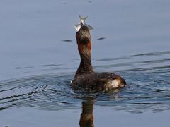 -重庆彩云湖湿地公园