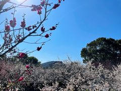 -香雪海