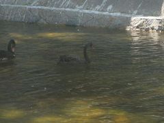 android_upload_pic-百鸟园