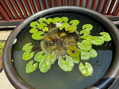 -龙华素斋(龙华路店)