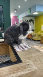 -神奇动物撸宠馆·羊驼·小浣熊·异宠(豫园店)