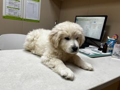 -瑞鹏宠物医院·超声·骨科·奇麟分院(蜀都万达店)