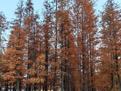 -白鹭湾湿地公园