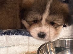 -汪喵宠物医院·骨科心脏影像·犬猫急重症ICU诊疗中心(成华分院)