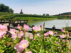 -大塘金香草谷
