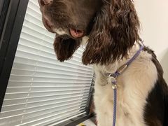 -北京派仕佳德动物医院·超导核磁·CT·神经科·骨科·内外科·急重症管理中心