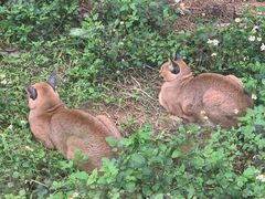 -泉州海丝野生动物世界