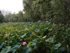 -莲湖公园