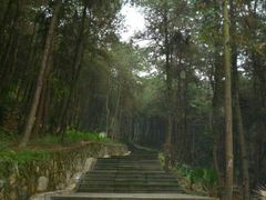 -铁山坪森林公园