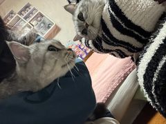 -瑞鹏宠物医院·骨外科·心肾科·肿瘤科(九亭店)