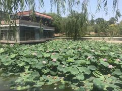 -榴莲咖啡馆