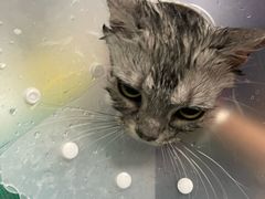 -北京观赏动物医院·24小时大型综合·猫专科·异宠专科