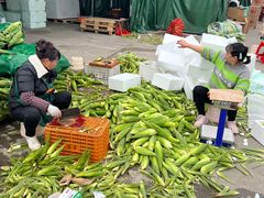 -双福水果批发市场
