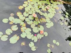 -深圳龙潭公园