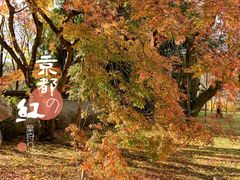 -醍醐寺
