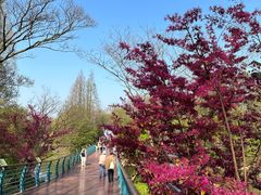 -上海吴淞炮台湾国家湿地公园